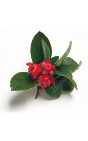 TPA - Wintergreen 10мл